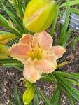 Plant name: Daylily Hemerocallis  cv. Northern Splendor